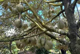 Việt Nam lập bản đồ Cadimi bảo vệ xuất khẩu sầu riêng, hướng tới thị trường cao cấp