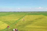 Xuất khẩu gạo Việt Nam 2026 đối mặt áp lực lớn: Dư cung toàn cầu, giá giảm và cạnh tranh gia tăng