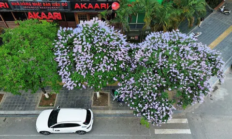 Xao xuyến hình ảnh bằng lăng nhuộm tím những con phố Hà Nội