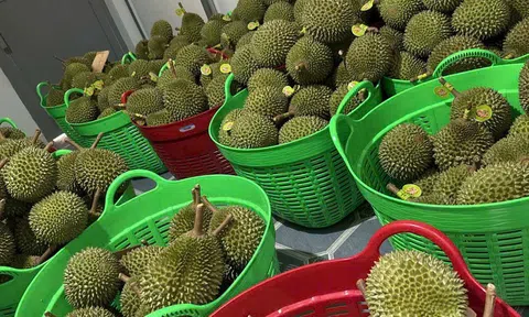 Doanh nghiệp hiến kế chinh phục sầu riêng tại thị trường Trung Quốc