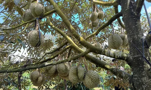Việt Nam lập bản đồ Cadimi bảo vệ xuất khẩu sầu riêng, hướng tới thị trường cao cấp