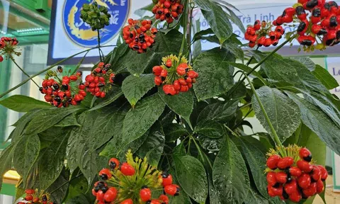 Đà Nẵng tăng tốc thành trung tâm công nghiệp dược liệu với sâm Ngọc Linh