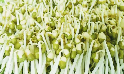 Giá đỗ – nguồn dinh dưỡng vàng: Cách chọn, chế biến và ủ giá đỗ an toàn tại nhà