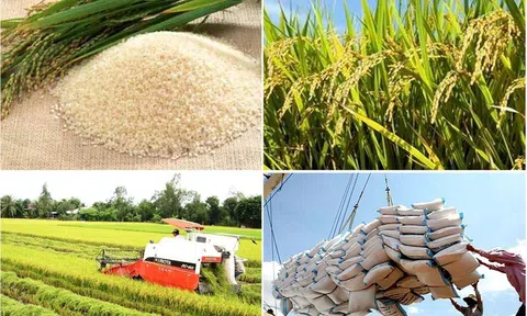 Thủ tướng chỉ đạo đẩy mạnh xuất khẩu gạo chất lượng cao