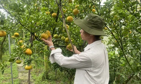 Xuất khẩu nông lâm thủy sản vượt kỷ lục, hướng mục tiêu 70 tỷ USD