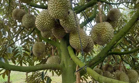 Xuất khẩu sầu riêng tăng trưởng “nóng”: Thách thức kiểm soát chất lượng và yêu cầu phát triển bền vững