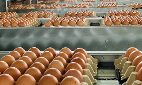 Phân giao hạn ngạch thuế quan nhập khẩu muối, trứng gia cầm năm 2026 theo Thông tư 03/2026/TT-BCT