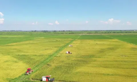 Xuất khẩu gạo Việt Nam 2026 đối mặt áp lực lớn: Dư cung toàn cầu, giá giảm và cạnh tranh gia tăng