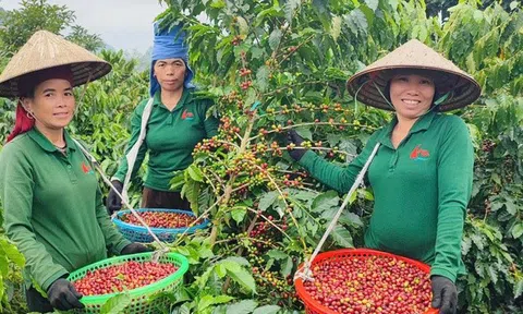 Nghị quyết 79: Doanh nghiệp Nhà nước chuyển vai từ “trụ cột” sang “hạt nhân hệ sinh thái”, mở đường cho tư nhân bứt phá