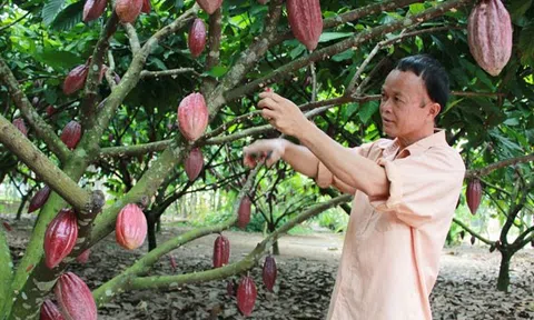 Những thác thức của ngành ca cao trước sự tăng trưởng nóng