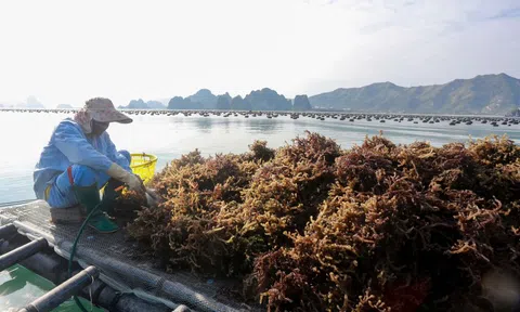Phát triển các ngành hàng nông, lâm, thủy sản dựa trên sự đa dạng thị trường