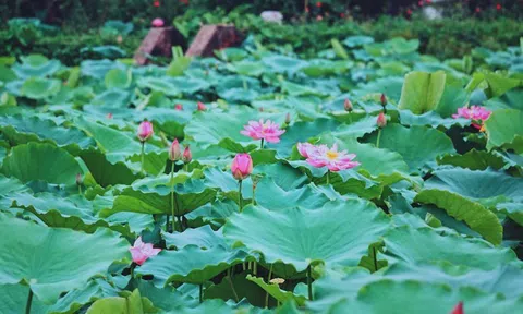 Hối hả trồng hơn 2.000 mầm sen Bách Diệp giữa lòng hồ Tây