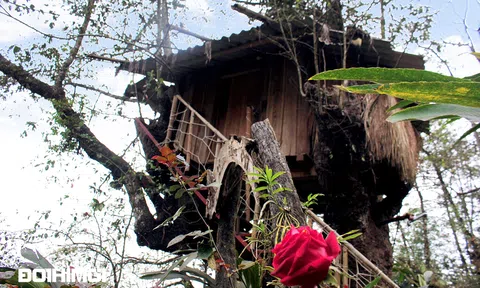 Độc đáo nhà tổ chim trên cây cổ thụ của người Mông Lai Châu