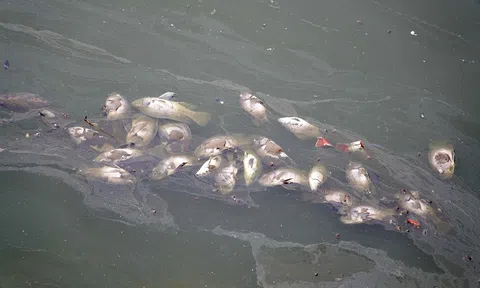 Hà Nội: Công viên Thiên văn học “bốc mùi” vì cá chết hàng loạt