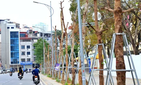 Hà Nội: Hàng chục cây xanh chết khô trên con đường trăm tỷ