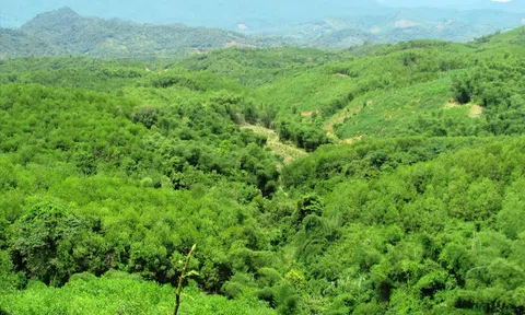 Việt Nam có thể thu thêm gần 1.300 tỷ đồng từ bán tín chỉ carbon