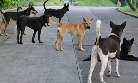 Mối nguy từ chó thả rông