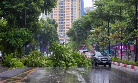 Khu danh thắng Tràng An muốn mua cây bị siêu bão Yagi quật đổ về chăm sóc