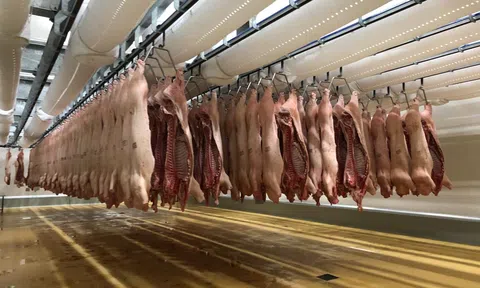 Việt Nam chi hơn 1,2 tỷ USD nhập khẩu thịt giá rẻ