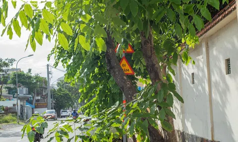 TP. HCM: Đốn hạ, tỉa cành cây xanh che biển báo, cản trở giao thông