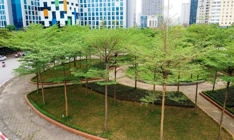 Cần quy hoạch tổng thể và bổ sung danh mục cây xanh đô thị