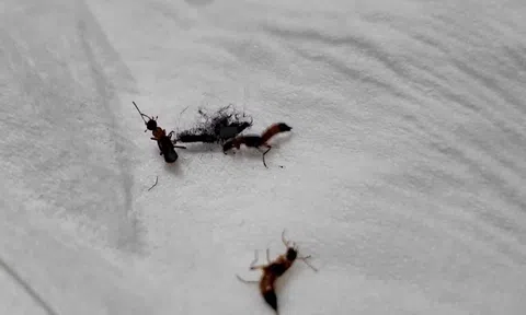 Hà Nội: Kiến ba khoang xuất hiện nhiều bất thường tại các chung cư