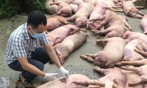 Hà Nội: Kiên quyết xử lý trường hợp làm lây dịch tả lợn châu Phi