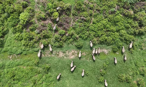 TP HCM: Hiện trạng khu đất 26ha làm Depot Tân Kiên bị bỏ hoang, thành nơi thả gia súc