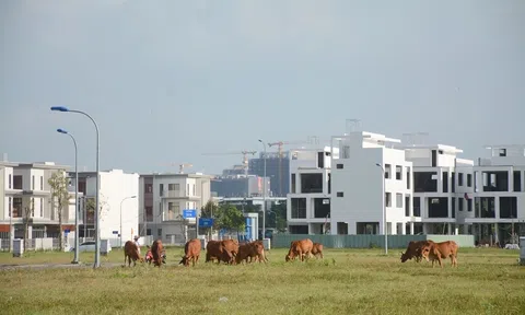 Khung cảnh hoang vắng, đìu hiu ở KĐT Đông Tăng Long