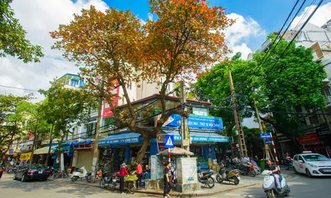 Hà Nội chuyển sắc trong mùa cây lá đỏ