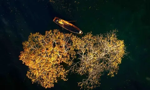 Bức tranh lá vàng đẹp "đốn tim" của suối Tía hồ Tuyền Lâm