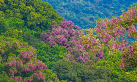 Du lịch "chữa lành" lên ngôi, du khách đổ về Sơn Trà ngắm hoa thàn mát