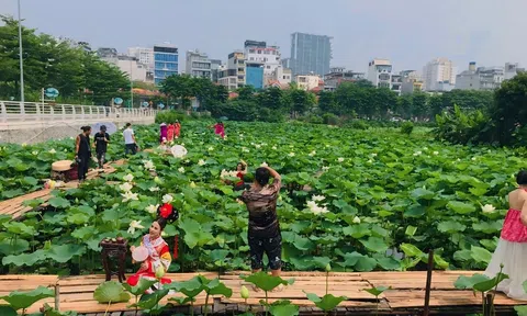 Thợ ảnh “hốt bạc” mùa sen nở rộ