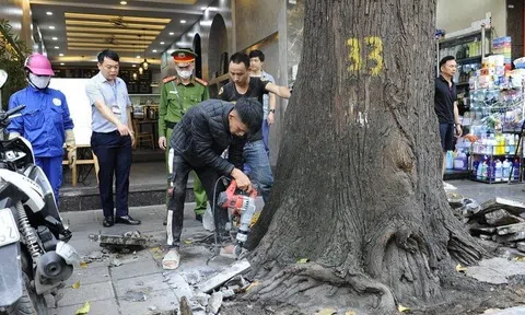 Hàng cây sao đen trên phố Lò Đúc được giải cứu