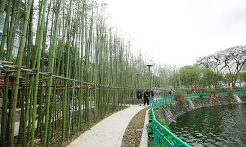 Sau hơn nửa năm, vườn trúc bên hồ Trúc Bạch phát triển ra sao?