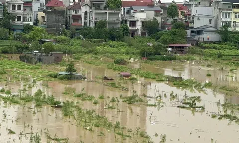 Nhiều người trồng đào Nhật Tân trắng tay do nước lũ