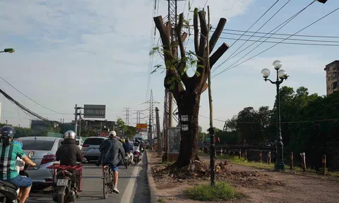 Hơn 200 cây xanh phải di dời để mở rộng đường tại Hà Nội