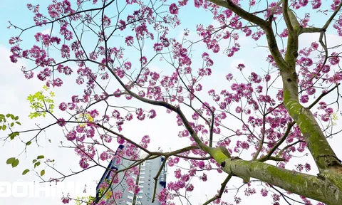 Mê mẩn mùa hoa tháng 3 Hà Nội