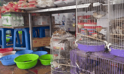 "Hốt bạc" từ nghề bán cá và chim phóng sinh ở phủ, chùa tháng Giêng