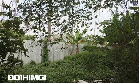 Thu hồi đất lúa làm dự án du lịch, rồi để cây cối "hóa rừng" suốt 20 năm