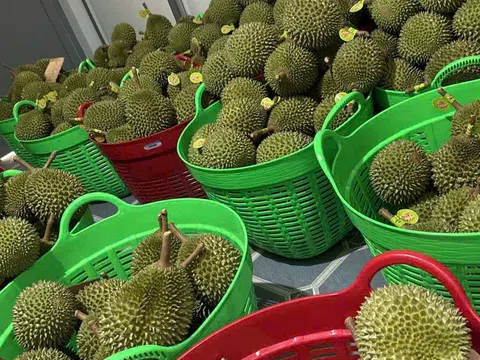 Doanh nghiệp hiến kế chinh phục sầu riêng tại thị trường Trung Quốc