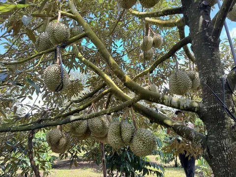 Việt Nam lập bản đồ Cadimi bảo vệ xuất khẩu sầu riêng, hướng tới thị trường cao cấp