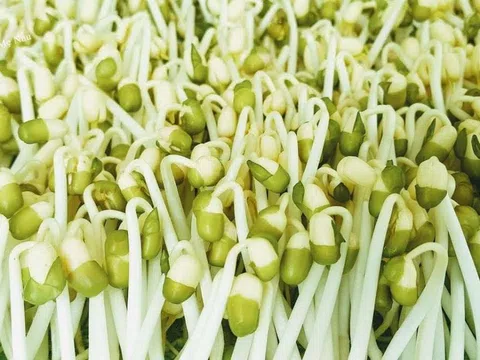 Giá đỗ – nguồn dinh dưỡng vàng: Cách chọn, chế biến và ủ giá đỗ an toàn tại nhà