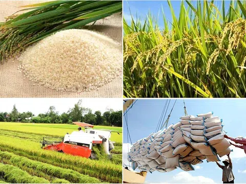 Thủ tướng chỉ đạo đẩy mạnh xuất khẩu gạo chất lượng cao