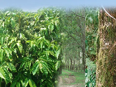 Bitagco: Thay đổi “ghế nóng” giữa tâm điểm thua lỗ