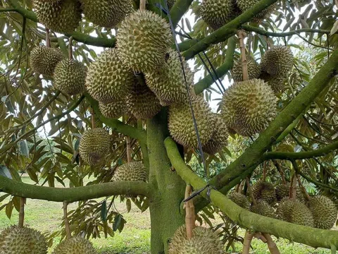 Xuất khẩu sầu riêng tăng trưởng “nóng”: Thách thức kiểm soát chất lượng và yêu cầu phát triển bền vững