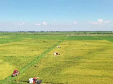 Xuất khẩu gạo Việt Nam 2026 đối mặt áp lực lớn: Dư cung toàn cầu, giá giảm và cạnh tranh gia tăng