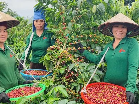 Nghị quyết 79: Doanh nghiệp Nhà nước chuyển vai từ “trụ cột” sang “hạt nhân hệ sinh thái”, mở đường cho tư nhân bứt phá