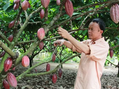 Những thác thức của ngành ca cao trước sự tăng trưởng nóng