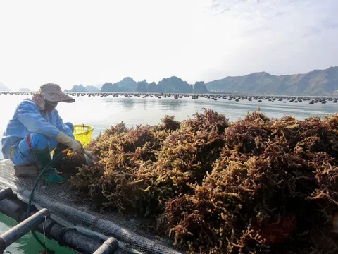 Phát triển các ngành hàng nông, lâm, thủy sản dựa trên sự đa dạng thị trường